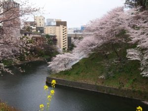 千鳥ヶ淵